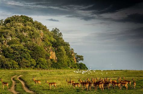 20 Masai Mara Tour Packages 2023 Best Deals On Trips And Holidays