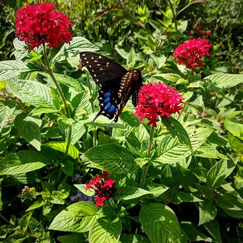 Monarch Waystations Usher The Colors Of Butterflies To Your Garden Art