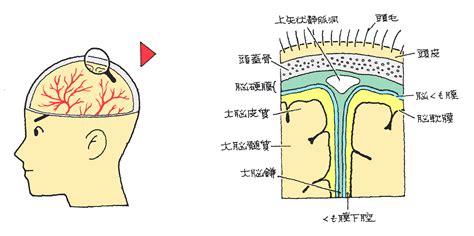 頭部の構造 福岡の弁護士による後遺障害・等級認定サポート