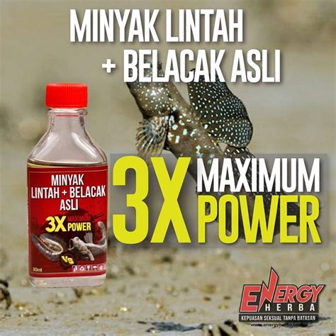 Minyak Lintah Belacak Asli 3x Maximum Power (Premium Grade Leech Oil ...