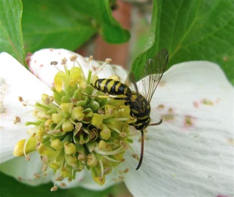 Wasp Sp Sapyga Centrata Bugguide Net