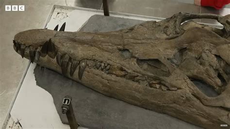 Giant Skull Of Sea Monster Pliosaur Discovered In Dorset Cliffs Nt News