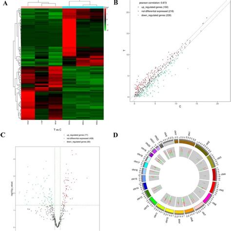 Expression Profiles Of Mirna A Hierarchical Clustering Of Mirnas B