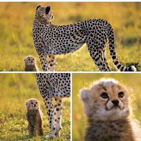 Smol cheetah Memes - Imgflip