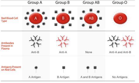 ABO and Rh | Australian Red Cross Blood Service