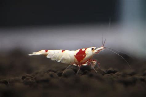 Pure Line Red Crystal Shrimp Aquascape