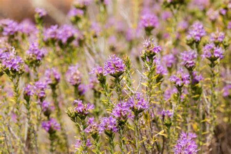 Sarriette Poudre Herboristerie Pachamama Phyto