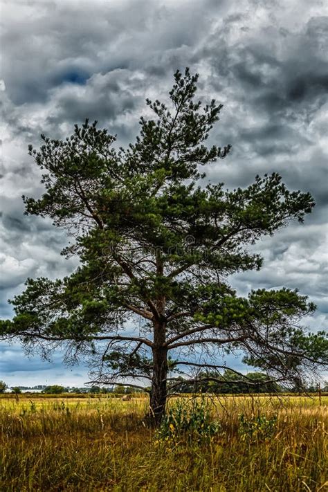 Lonely Pine Tree Field Background Stormy Stock Photos Free And Royalty