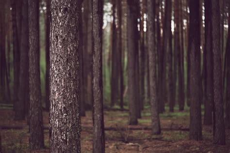 Bosque De Pinos Oscuros Foto Premium