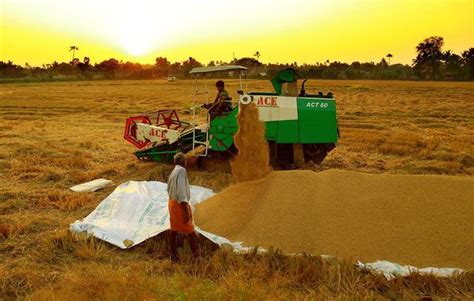 Rice Field Harvest Kerala