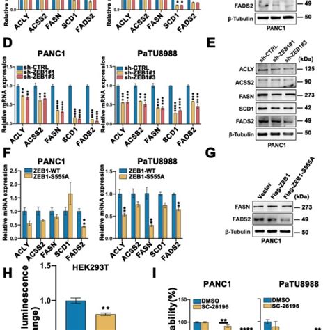 Fasn Fads2 Axis Regulated Polyunsaturated Fatty Acid Biosynthesis Was