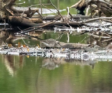 eBird Checklist 18 Sep 2023 Parc du Marais cté Sherbrooke 14