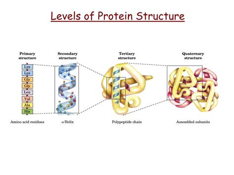 Four Levels Of Protein Structure