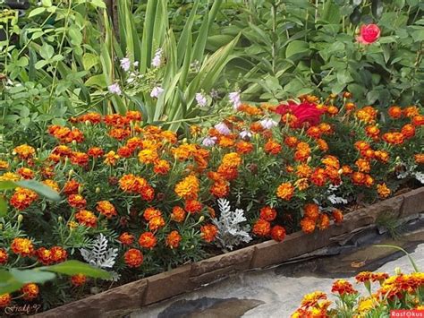 Caléndulas foto de flores en un macizo de flores qué hermoso es