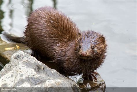 Mustela Vison Mam Feros Fin Del Mundo Tierra Del Fuego Ushuaia