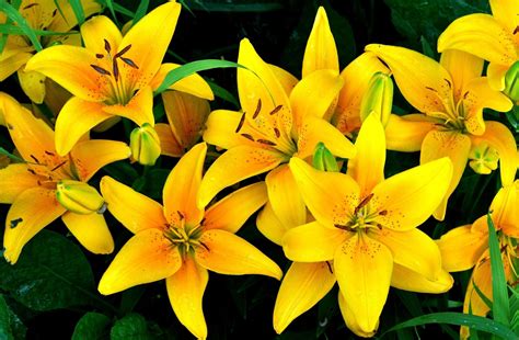 Wallpaper Flowers Yellow Lilies Flower Flora Drops Petal