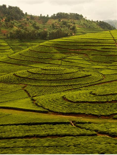 63 best images about Kenya Tea Plantations on Pinterest | Nandi hills, Africa and Rift valley