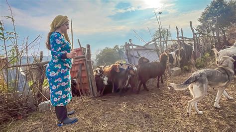 Nomadic Life In Iran Savadkuh Mountains Daily Routine Village Life