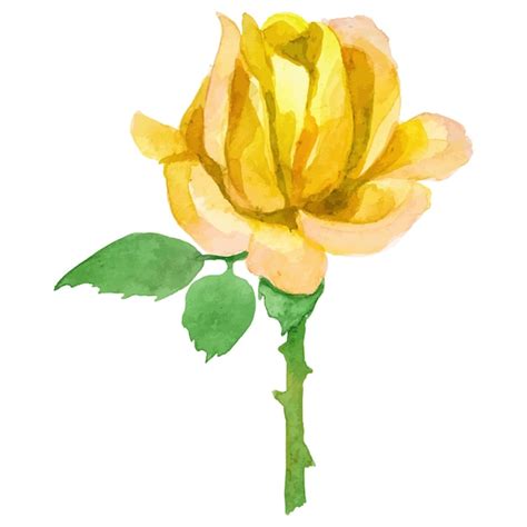 Premium Vector Vector Watercolor Painted Rose Flower Hand Drawn