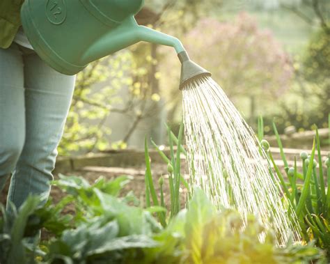 When to water plants: to keep them healthy and use water wisely | Homes ...