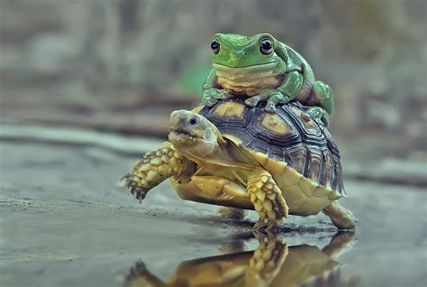 When whimsical wildlife photography isn’t what it seems | PBS NewsHour