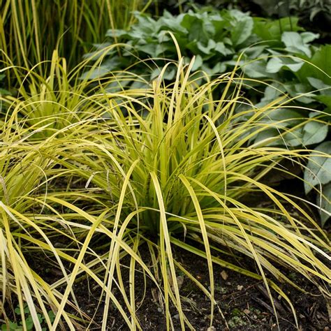 Carex oshimensis EverColor® ('Everillo') (PP21002) from NVK Nurseries