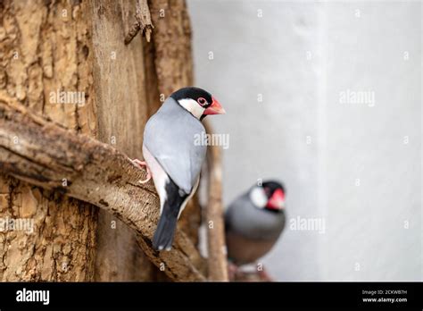 El gorrión de Java Lonchura oryzivora también conocido como finch de