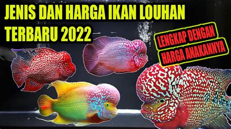 JENIS IKAN LOUHAN DAN HARGANYA TERBARU 2022 PECINTA IKAN HIAS WAJIB