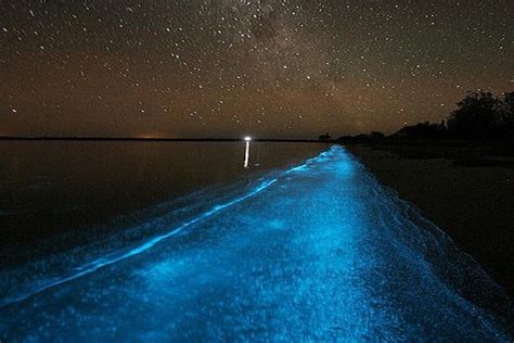 Luminous Lagoon Night Time Tour From Montego Bay