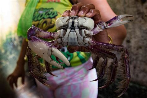 Chega Ao Fim O Terceiro E Ltimo Per Odo Do Defeso Do Caranguejo U