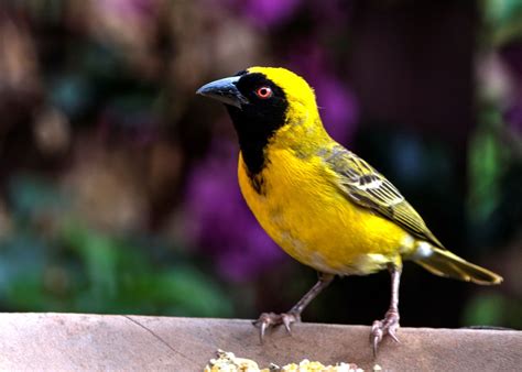 Yellow Finch Bird Garden Free Photo On Pixabay Pixabay