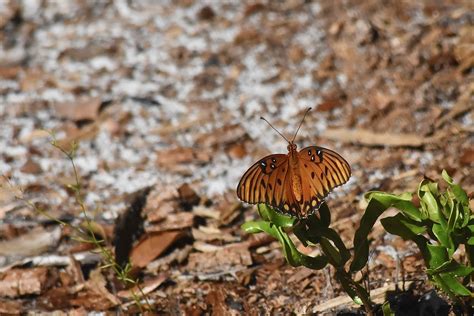 Gulf Fritillary Butterfly