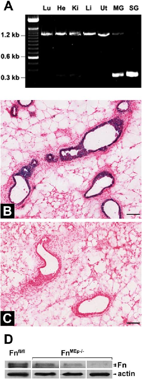 Figure 1 From Conditional Knockout Of Fibronectin Abrogates Mouse