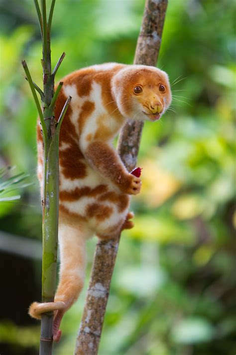 285 best Arboreal images on Pholder | Tarantulas, Awwducational and ...