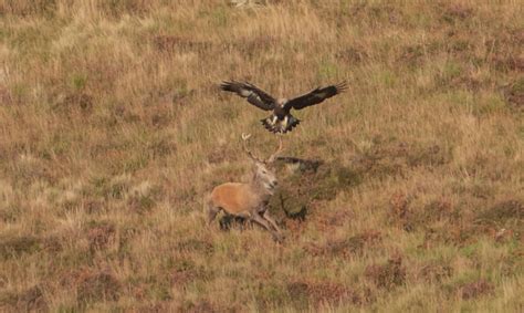 Eagle Gets Deer