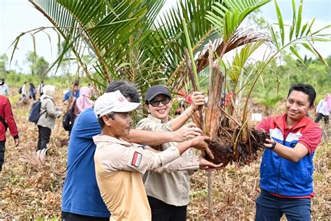 Partisipasi Dalam Kegiatan Klhk Dan Brgm Pertamina Hulu Rokan Tanam