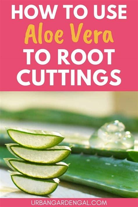 How To Use Aloe Vera Gel As A Natural Rooting Hormone - Urban Garden Gal