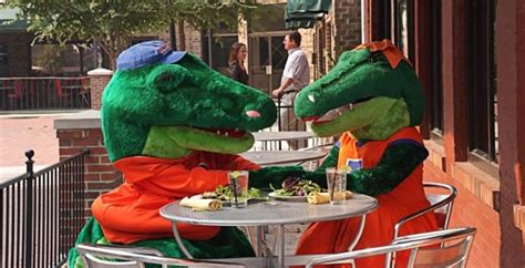 UF Gator Mascots - Albert and Alberta | Uf gator, Gainesville, Uf gators