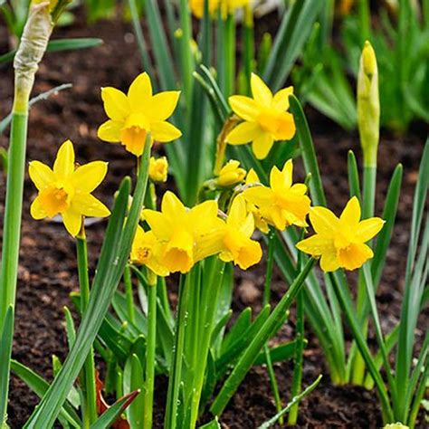 Narcissus Tete A Tete Bulbs Back Gardener