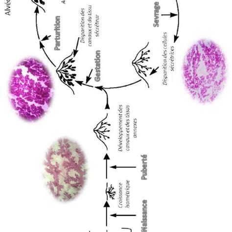 Repr Sentation Sch Matique Des Hormones Impliqu Es Dans Le