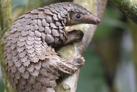 Pangolin - Species Survival Network