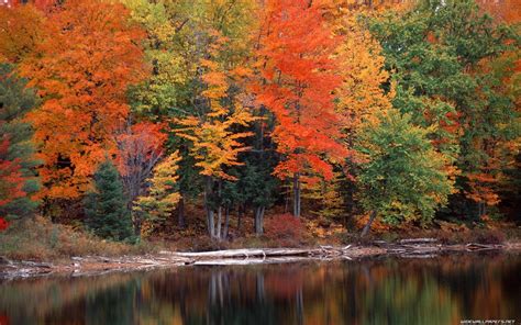 Wallpaper Landscape Forest Reflection Wilderness Pond Stream