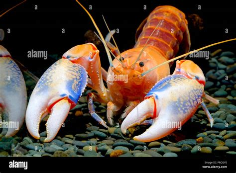 Cherax Destructor Yabby Volcano Thailand Breeding Stock Photo Alamy