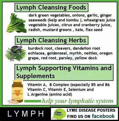 Lymph Support Foods Herbs And Supplements An Important System For All To Take Care Of