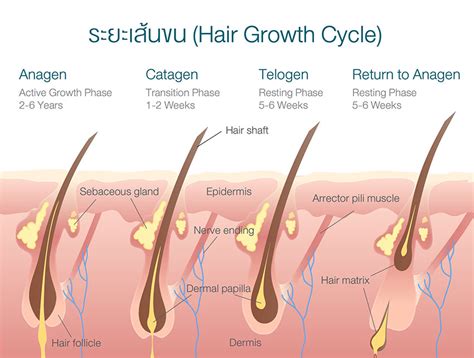 ระยะของเส้นขนแต่ละช่วง คืออย่างไร ค้นพบอายุของเส้นขนในบทความนี้