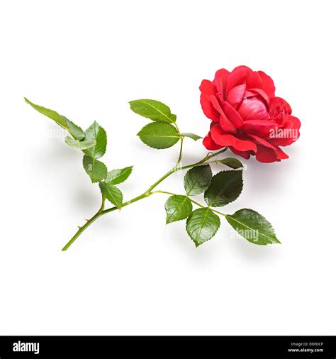 Red Rose Flower With Stem And Leaves Climbing Roses In Summer Stock