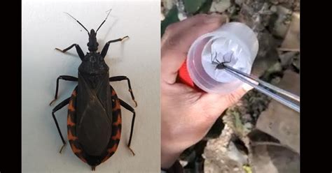 Chinche Besucona O Enfermedad De Chagas Ataca A Habitantes De Oaxaca