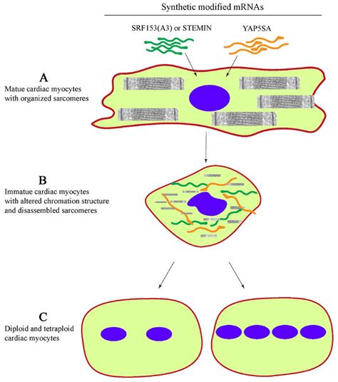 Replication of mature cardiac myocyte nuclei upon delivery of synthetic ...