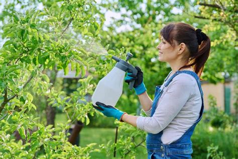 Top Homemade Sprays For Leaf Curl Easy Diy Solutions For Treating