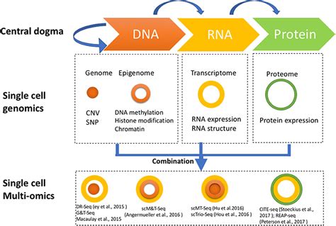 Frontiers Single Cell Multi Omics Technology Methodology And